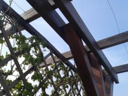 Coprire una pergola con le piante 1554 0 Coprire una pergola con le piante